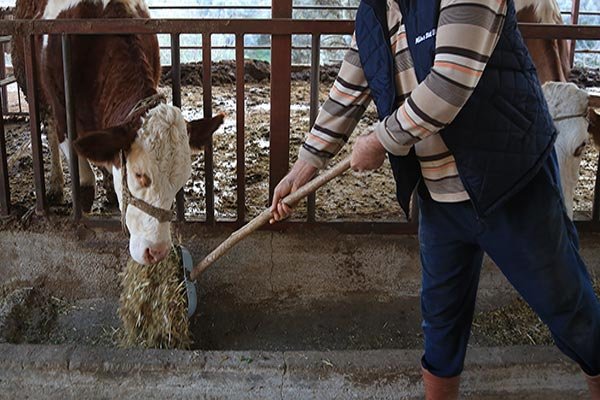 Süt üreticisi: “Yem dolarla, çiğ süt kuruşla!”