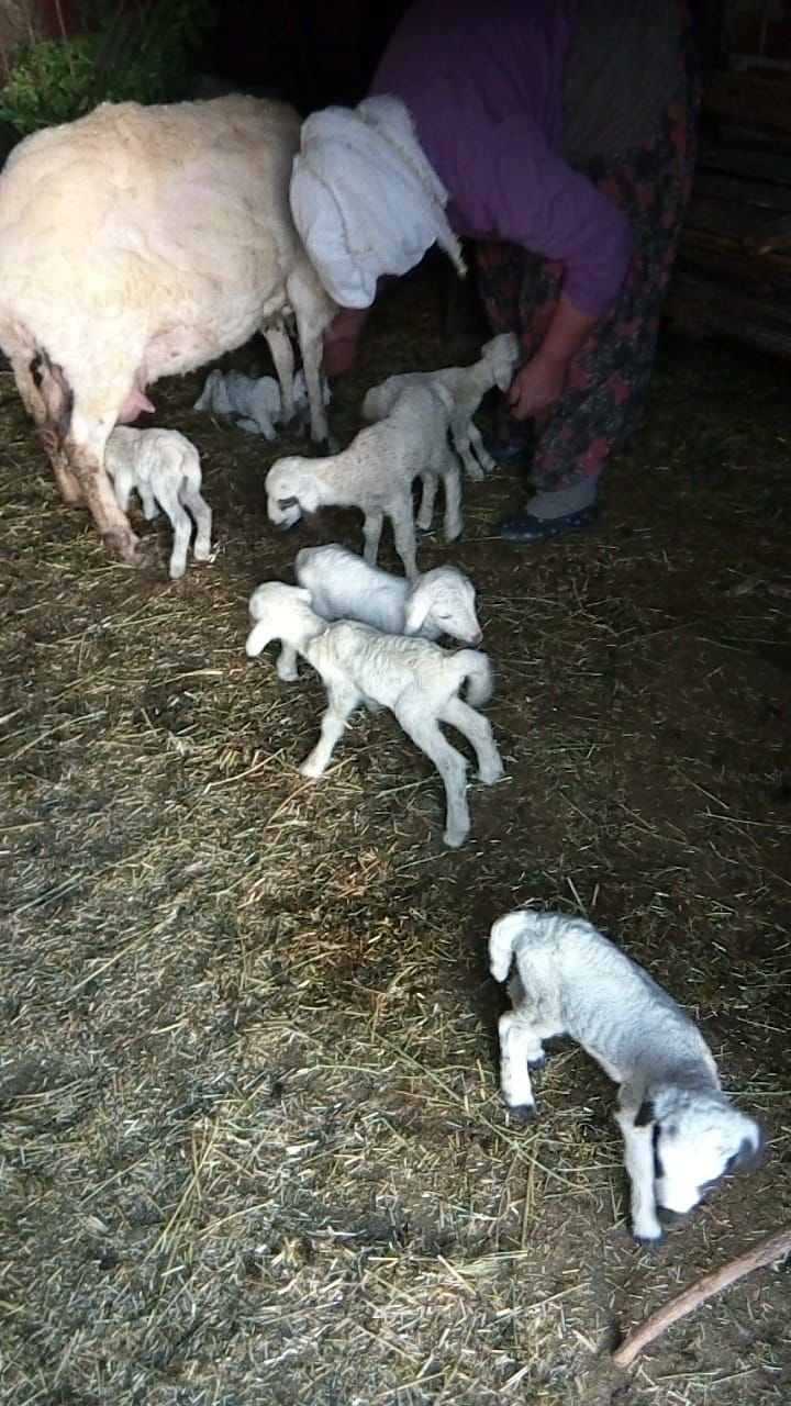 FETHİYE’DE BİR KOYUN YEDİZ DOĞURDU