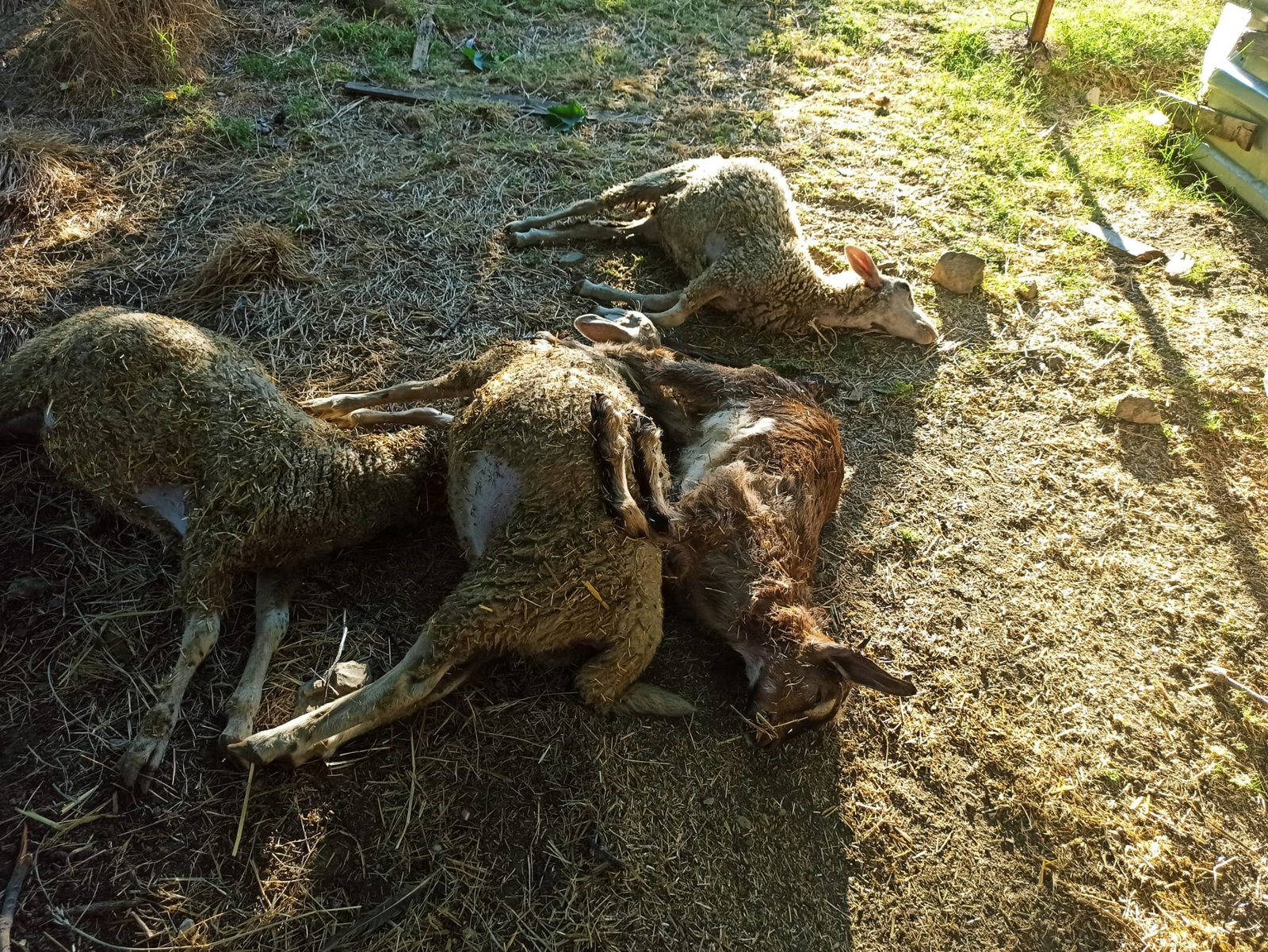 SEYDİKEMER’DE KOYUN VE KEÇİLER TELEF OLDU