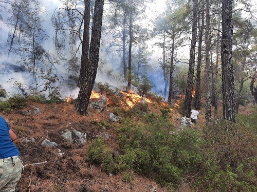 Seydikemer İlçesi Arifler Mahallesinde Orman Yangını Çıktı