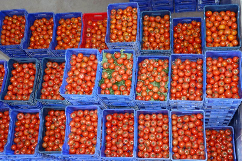 FTSO’DAN DOMATES İHRACATI KISITLAMASINA TEPKİ 