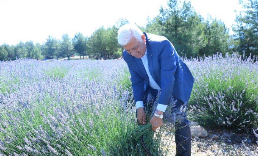 Koku Vadisinde Lavanta Şenliği Yapılacak