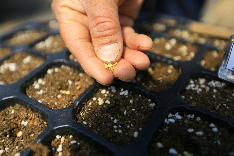 Bir Milyon Yerel Tohum Dağıtılacak